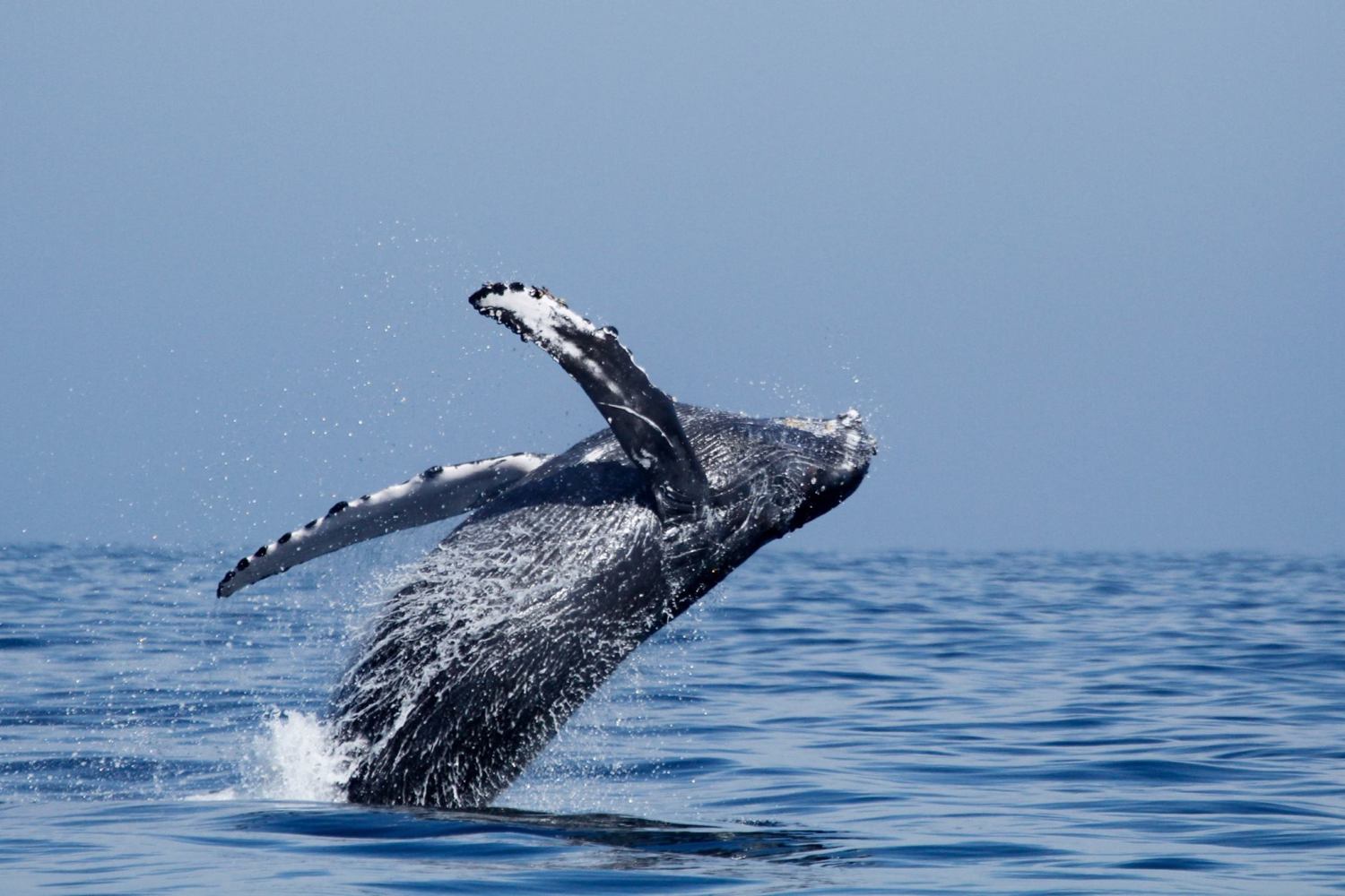 a whale jumping out of the water